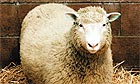 Dolly, a cloned sheep