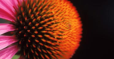 Close-up of an echinacea flower.