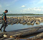 A police officer walks on top of a mahogany log seized by the Brazilian Environmental Institute in the Amazon basin.
