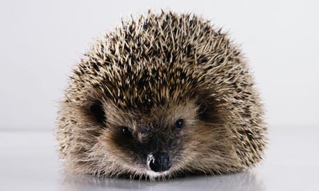 Images Of Hedgehogs