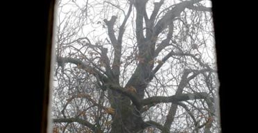 A view of the 150-year-old chestnut tree from the house where Anne Frank lived in Amsterdam