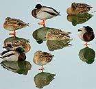 Ducks rest on the frozen Missouri river