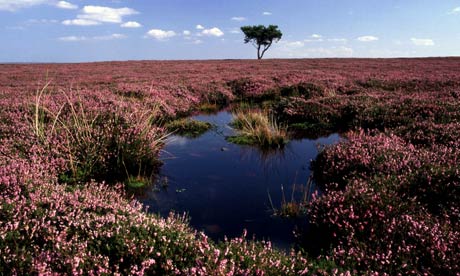 Peat bog in the North York Moors. Photograph: Alamy