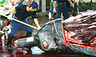 Japan - Baird's whale hunt