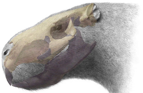 Largest fossil rodent