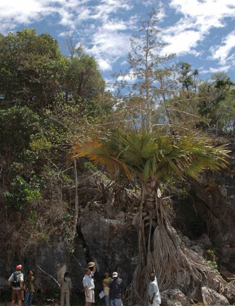New Genus of self-destructive palm tree from Madagascar