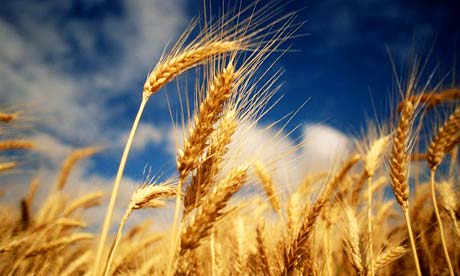 Ears of wheat growing in a field