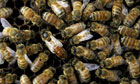 Bees