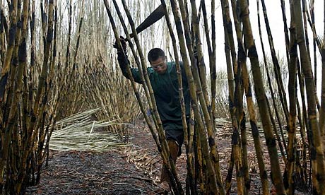 A worker cuts sugar cane for biofuel production in Brazil