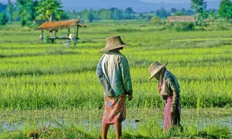 thailand farmers