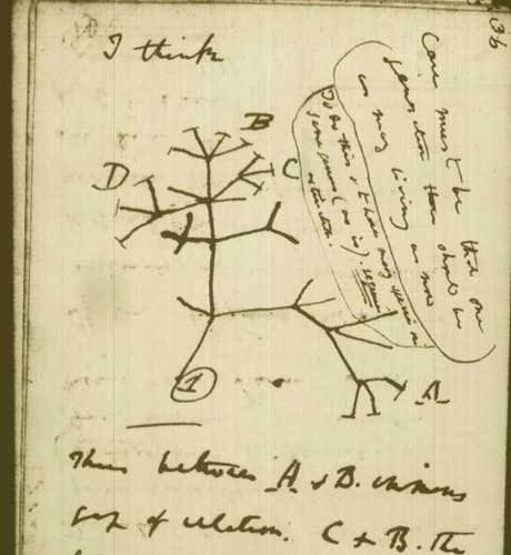 Charles Darwin Tree