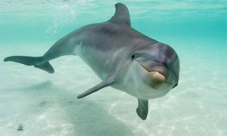 Delfinul gri