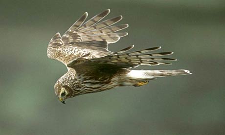 golden eagle in flight. the golden eagle and the