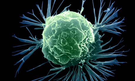 cell cycle checkpoints. The cell cycle controls do not