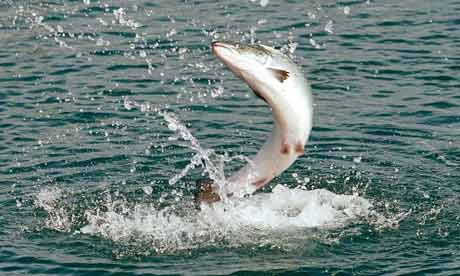 A salmon jumps on a salmon farm