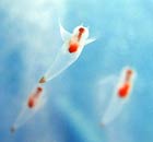 Sea angels