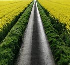 Oilseed rape