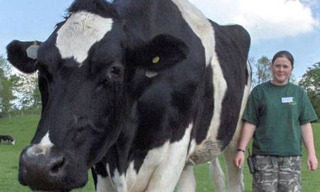 Bullock Cow