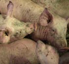A litter of pigs