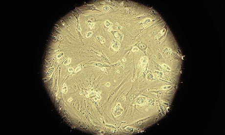 Embryonic stem cells are