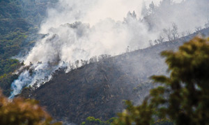 Colombian rainforest cleared for Coca production