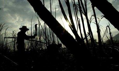 An El Salvadorean harvests sugar cane