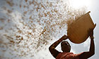 Rice in a basket