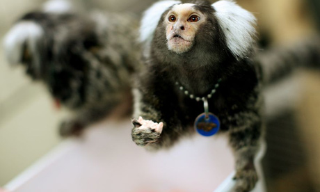 animal testing pictures. Animal research: Marmoset
