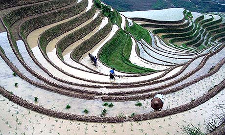 China Rice Terraces