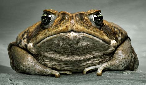 Buffalo Toad