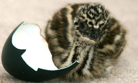 emu eating