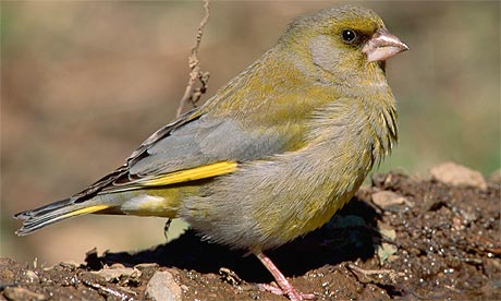 A greenfinch