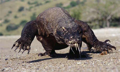 komodo dragons bite