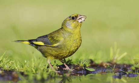 Greenfinch by a pond