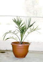 Date palm grown from 2,000-year-old seed