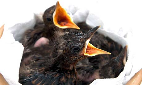 Black Birds on Orphaned Baby Blackbirds Which Are Being Cared For At A Wildlife