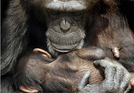 chimpanzee monkey and gorilla