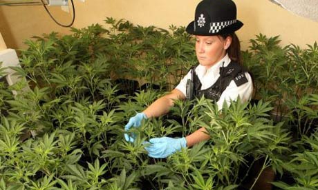 cannabis wallpaper. suspected cannabis factory