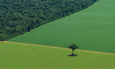 Soya Production