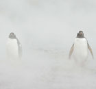 Gentoo penguins, watched by tourists in Antarctica