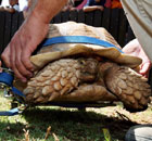 Tortoise with wheels