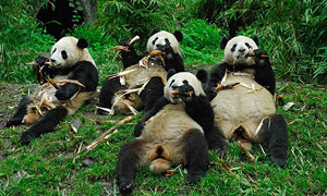 China Daily 