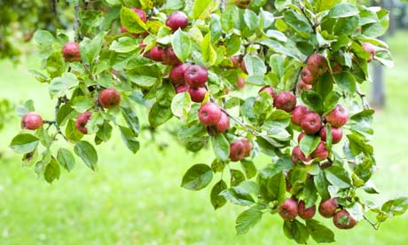 Apple orchard