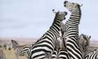 Zebras fighting Masai Mara