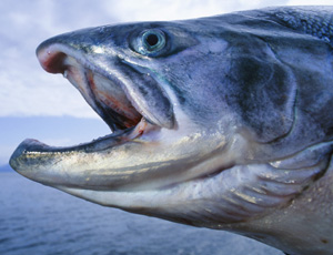 Fish eat salmon