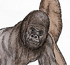 Ape from Darwin's Ascent of Man
