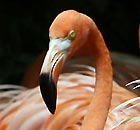 Flamingos at a pond