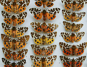 Butterflies at the Natural History Museum