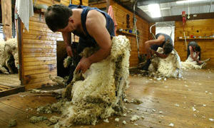 Sheep shearer is one of the occupations that a panel of economists has decided is short of British applicants and therefore open to migrants from outside the EU
