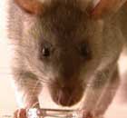 Mine clearing rats